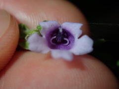Prostanthera rhombea