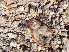 Schistophragma intermedium