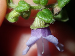 Prostanthera rhombea