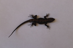 Sceloporus lemosespinali