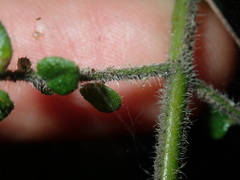 Prostanthera rhombea