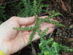Prostanthera rhombea