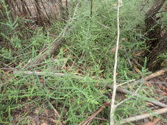 Prostanthera rhombea