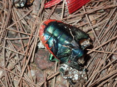 Temognatha variabilis