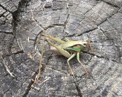 Alfredectes