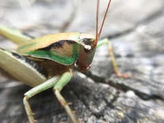 Alfredectes