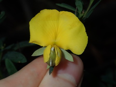 Gompholobium virgatum