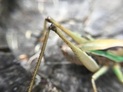 Alfredectes