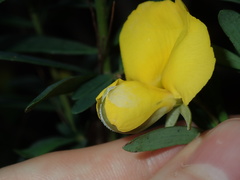 Gompholobium virgatum