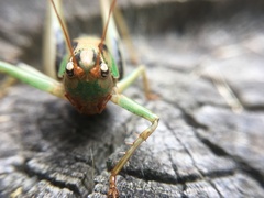 Alfredectes