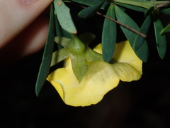 Gompholobium virgatum