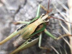 Alfredectes