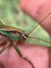 Alfredectes