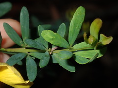 Gompholobium virgatum