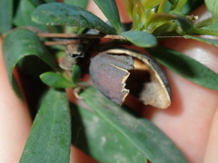 Gompholobium virgatum