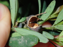 Gompholobium virgatum