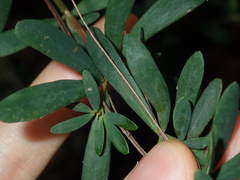 Gompholobium virgatum