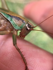 Alfredectes