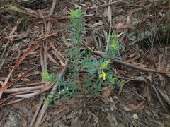 Gompholobium virgatum