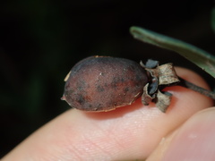 Gompholobium virgatum