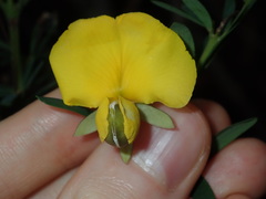 Gompholobium virgatum