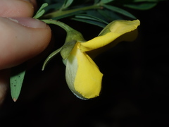 Gompholobium virgatum