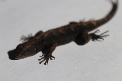 Sceloporus lemosespinali