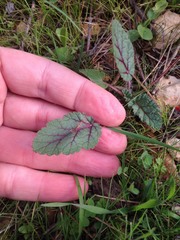 Erodium gruinum