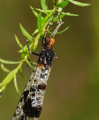 Periclystus circuiter