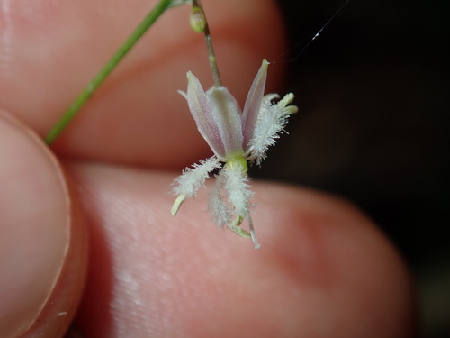 Image of Arthropodium glareosorum by (c) Thomas Mesaglio, some rights reserved (CC BY)
