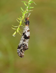 Periclystus circuiter