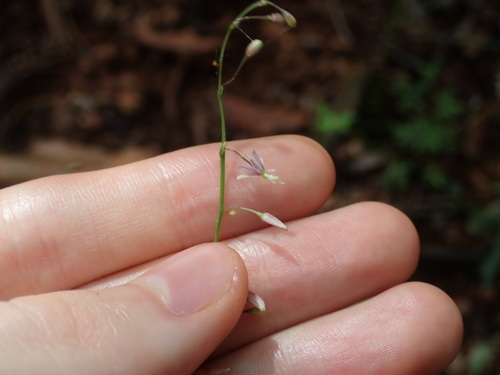 Image of Arthropodium glareosorum by (c) Thomas Mesaglio, some rights reserved (CC BY)