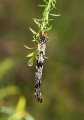 Periclystus circuiter