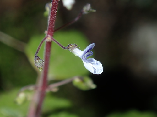 Image of Nightcap Hullwort (Coleus nitidus) by (c) Thomas Mesaglio, some rights reserved (CC BY)