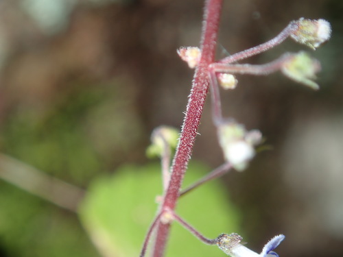 Image of Coleus nitidus by (c) Thomas Mesaglio, some rights reserved (CC BY)