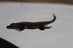 Sceloporus lemosespinali