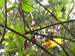 Marmessoidea