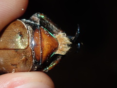 Anoplognathus viriditarsis