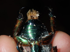 Anoplognathus viriditarsis