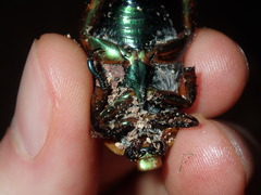 Anoplognathus viriditarsis