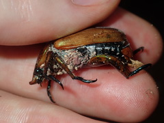 Anoplognathus viriditarsis