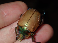 Anoplognathus viriditarsis