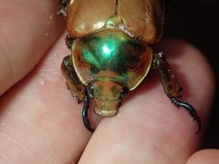 Anoplognathus viriditarsis