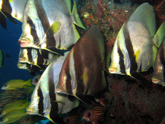 Dusky Batfish photo 4