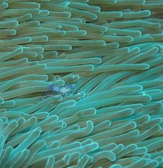 Ancylomenes sarasvati