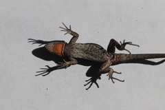 Sceloporus lemosespinali