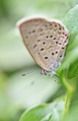 Zizeeria knysna knysna