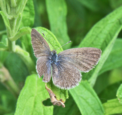 Zizeeria knysna knysna