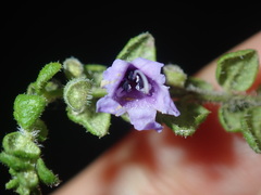 Prostanthera rhombea
