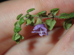 Prostanthera rhombea